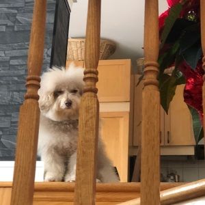 Meet your Posher, Trevor